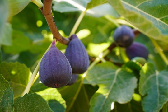 figs-7421496_640