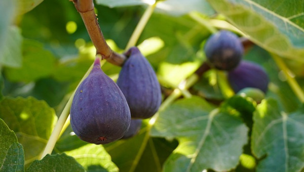 figs-7421496_640